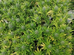 Cannabis medicinal de Colombia alcanzaría gran reconocimiento mundial en los próximos años