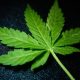 El cultivo de cáñamo se multiplica por ocho en los últimos cinco años