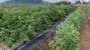 Firma colombiana proporcionará semillas de cannabis al mercado europeo