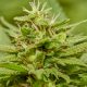 Colombia: exportación de cannabis sumó US$4.5 millones a octubre