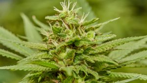 Cannabis: gremio colombiano busca que se permita exportación de flor seca