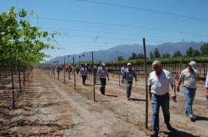 Explosivo avance de las nuevas variedades de uva de mesa