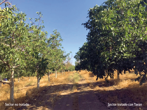 Nuevas estrategias para el control de Phytophthora spp. en nogal