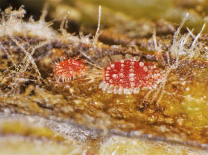 Manejo integrado de las plagas más importantes en cítricos