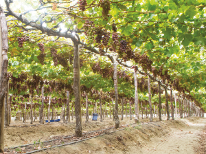 Agrovalko se vuelca al recambio varietal