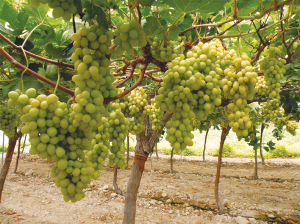 La revolución varietal que viene desde España
