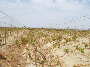 Productores mexicanos se suman al recambio varietal
