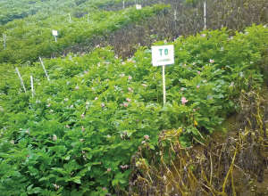 Nuevas oportunidades para la papa peruana