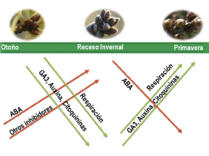 Últimas experiencias del uso de Prostart Plus® en frutales