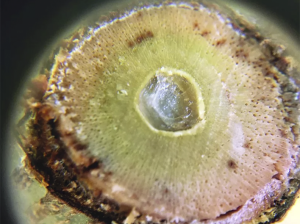 Enfermedades de madera