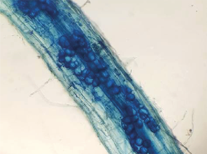 Un sistema radicular interactuando es un sistema sustentable