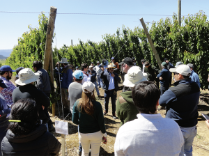 Cerezas: aunar criterios para seguir creciendo