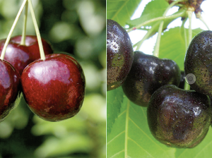 La cereza tienta a los productores peruanos