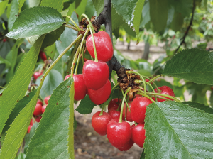 Vitanica® Si, herramienta de manejo para mejorar condición de fruta en cerezo