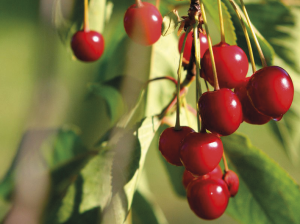 Resumen preliminar de la situación general de la presente temporada de cerezas en Chile. El año post record de producción y sus probables consecuencias