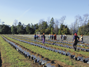 Los desafíos de la replantación de huertos de arándanos