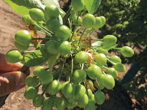 Poda de luz, acumulación de reservas y plantas no estresadas