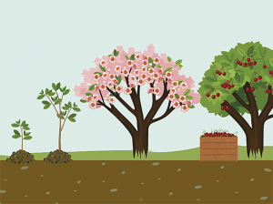 Estrategias de manejo de la carga frutal en cerezo