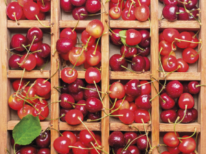 Avances de programa para desarrollar nuevas variedades chilenas de cereza