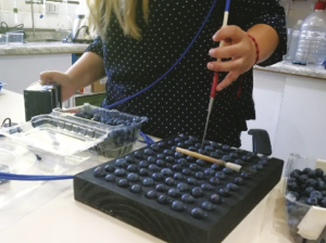 Antocianinas permiten una rápida y exacta medición de madurez en arándano