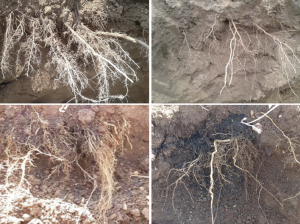 Utilización de MycoUp® glomus iranicum var tenuihypharum para mejorar calidad de fruta en cerezos