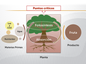 Estrategias de manejo y mejoramiento de suelo y raíces Coda