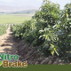 NitroBrake® 3,5 DMPP de alta concentración