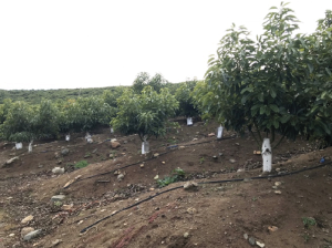 Mejoramiento de la condición física de suelos arcillosos en huertos de paltos mediante la aplicación de concentraciones crecientes de enmienda húmica POW HUMUS®