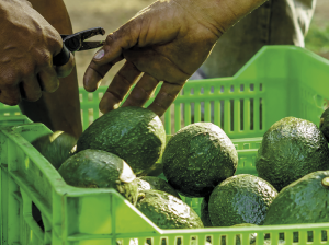 Palta, crece la oferta, pero, ¿crece aun más la demanda?