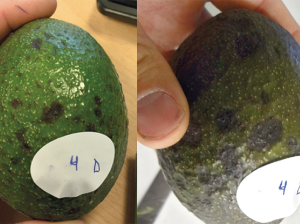 Post - cosecha en palta: Black spot y antracnosis