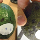 Post - cosecha en palta: Black spot y antracnosis