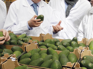 El manejo de precosecha y su efecto en la poscosecha del palto Hass
