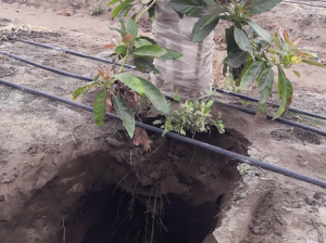 Manejo de suelo y activación metabólica en palto