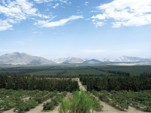 Camposol, casi 3.000 ha de paltos y 2.000 ha de arándanos