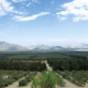 Camposol, casi 3.000 ha de paltos y 2.000 ha de arándanos
