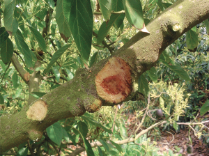 Botryosphaeriaceae en palto: agentes causales de enfermedades de la madera y pudrición peduncular del fruto