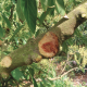 Botryosphaeriaceae en palto: agentes causales de enfermedades de la madera y pudrición peduncular del fruto