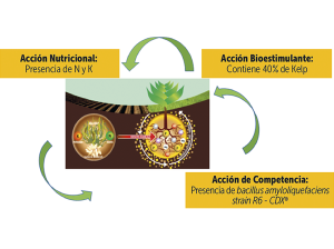 Vitanica® Rz  y Vitanica® Si,  bioestimulantes  de Compo Expert