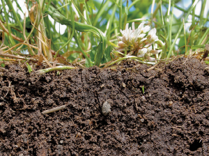 Inoculantes microbianos, materia orgánica y gestión de suelo