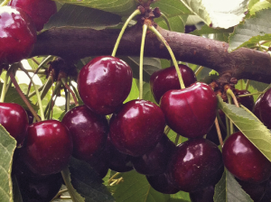 Mientras más tarde la cosecha, mejor