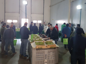 Luna Tranquility: la solución eficaz en el control de botritis y oídio en uva de mesa