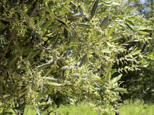 En olivos convivir con el añerismo (y manejarlo) es el mejor negocio