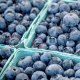 Avances en postcosecha para mejorar la competitividad del arándano
