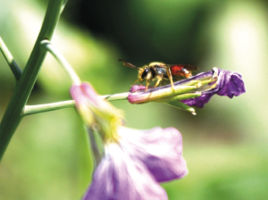 El efecto de abejas nativas sobre la polinización del palto