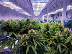 Cannabis: Una industria en expansión