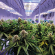 Cannabis: Una industria en expansión