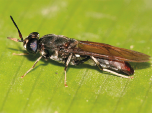 Proteína a base de insectos para alimentar a los animales