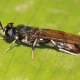 Proteína a base de insectos para alimentar a los animales