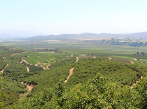 Cuánto de la cuaja de un huerto de palto se debe a abejas silvestres