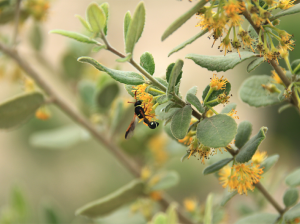 Agricultores valoran el aporte de Operation Pollinator